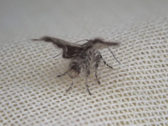 Asterivora chatuidea