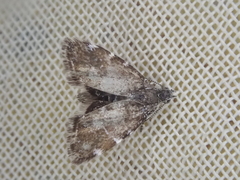 Asterivora chatuidea