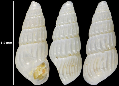 Parthenina terebellum