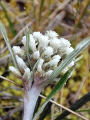 Quasiantennaria linearifolia, photograph author not stated, no rights reserved
