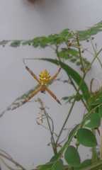 Argiope argentata
