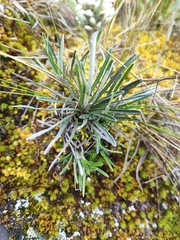 Quasiantennaria linearifolia, photograph author not stated, no rights reserved