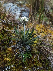 Quasiantennaria linearifolia, photograph author not stated, no rights reserved