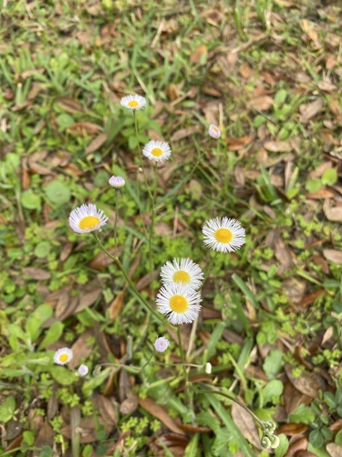 Erigeron strigosus image