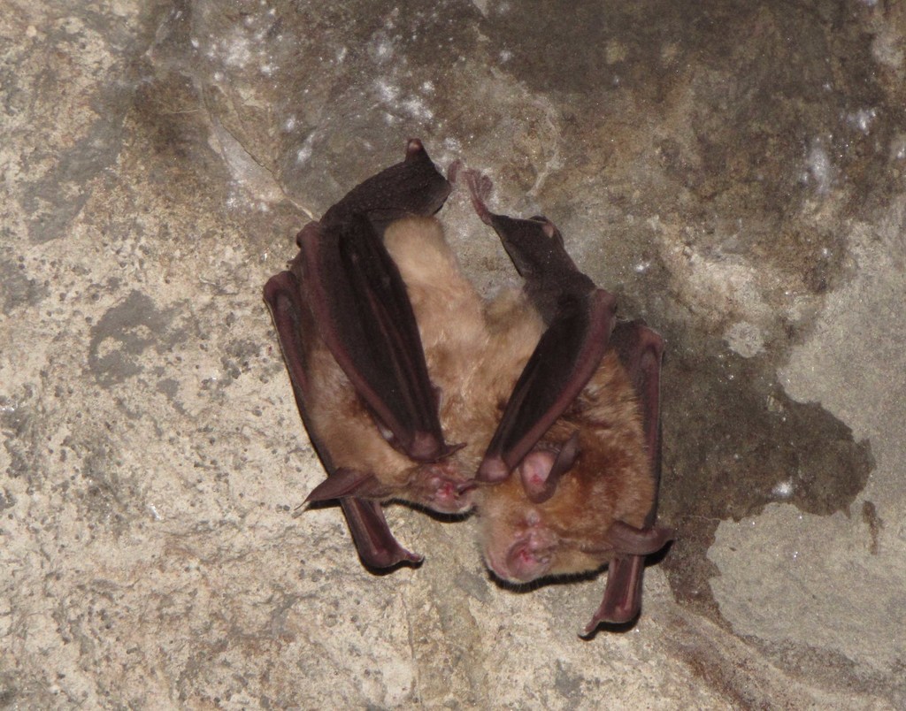 Greater Horseshoe Bat In February 2017 By Roberto Toffoli. 10 Individui 