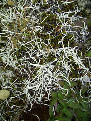 Thamnolia vermicularis vermicularis