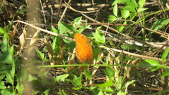 Dione vanillae