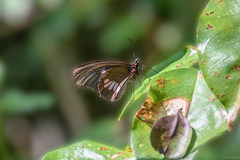 Parides zacynthus