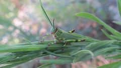 Zoniopoda tarsata