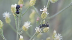 Camponotus
