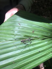 Ghilianella strigata