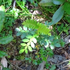 Weinmannia trichosperma