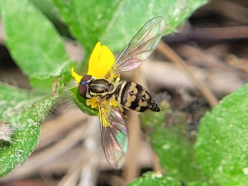 Unknown species found near Norchester, TX 77070, USA