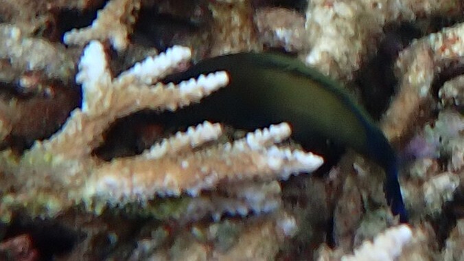 Blue-finned Rock Cod