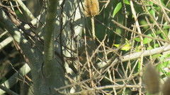 Phacellodomus striaticollis