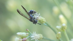 Polybia occidentalis