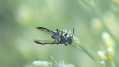 Polybia occidentalis