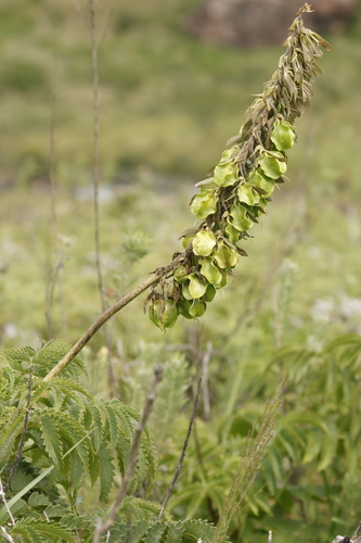 Melianthus villosus (Melianthus villosus)
