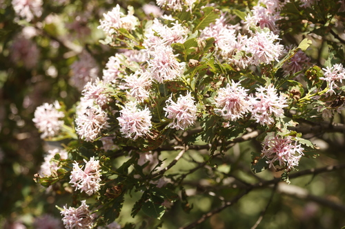 Pompom Tree (Dais cotinifolia)