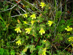 Euphrasia cockayneana