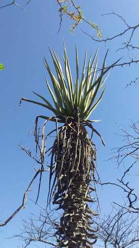 MacDougall's Century Plant (Furcraea macdougallii)