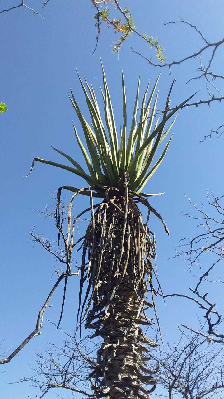 Macdougall's Century Plant (Furcraea macdougallii)