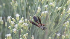 Polybia sericea