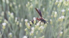 Polybia sericea