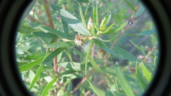 Baccharis dracunculifolia