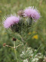 Cirsium discolor