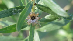 Baccharis dracunculifolia