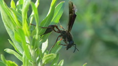 Polybia sericea
