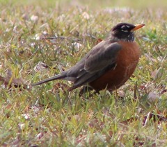 Turdus migratorius
