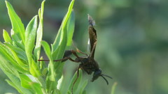 Polybia sericea