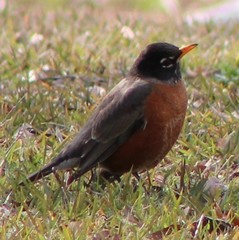 Turdus migratorius