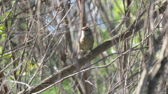 Phacellodomus sibilatrix