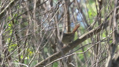 Phacellodomus sibilatrix