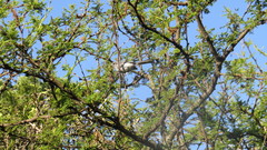 Polioptila dumicola