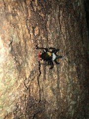 Apiomerus vexillarius