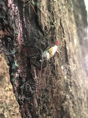 Apiomerus vexillarius