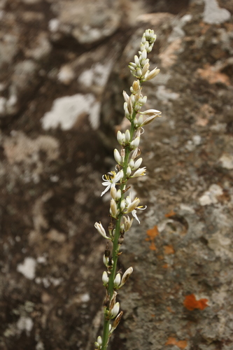Chlorophytum bowkeri (Chlorophytum bowkeri)