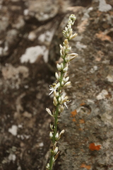 Chlorophytum bowkeri