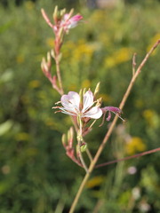 Oenothera gaura