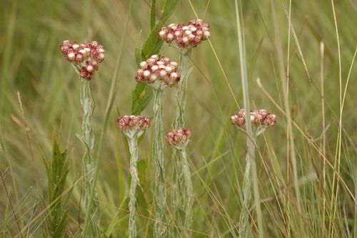 Helichrysum appendiculatum, photograph 6