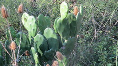 Opuntia