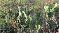 Opuntia