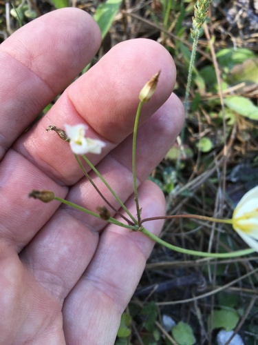 Nothoscordum bivalve image