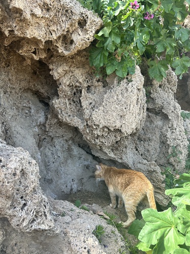 Avistamiento Gato montés (Sierra Nevada)