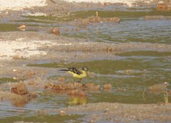 Motacilla flava thunbergi
