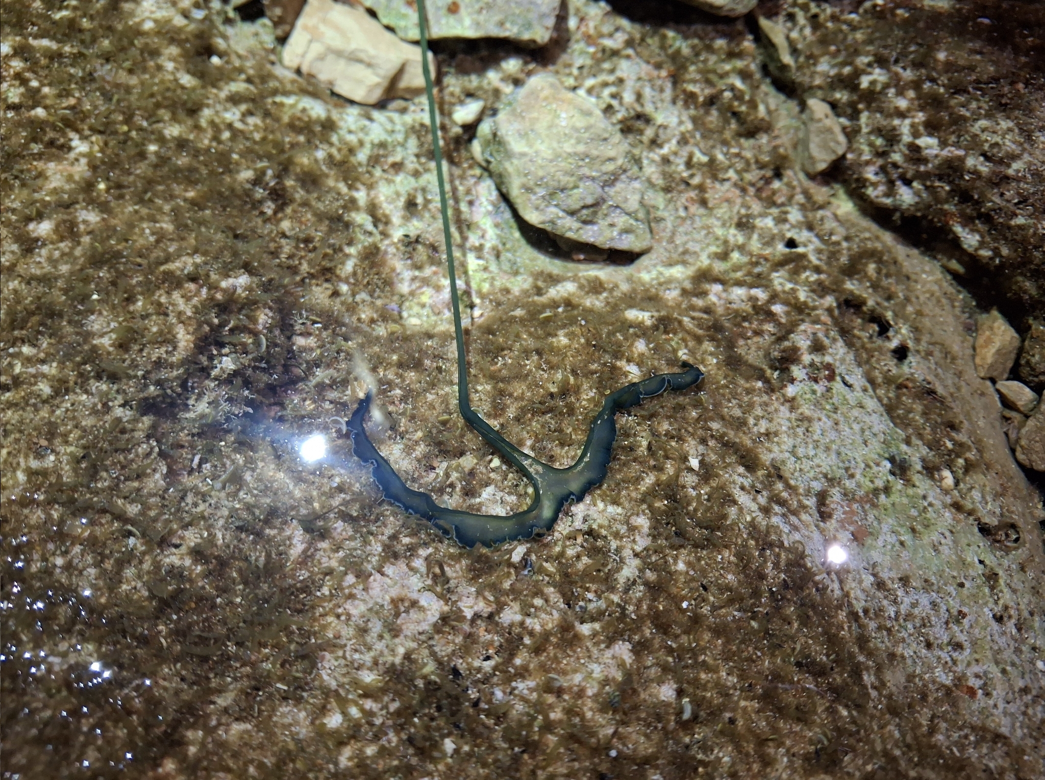 Bonellia viridis Rolando, 1822